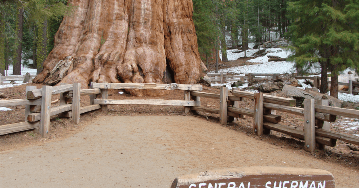 Sequoia and kings canyon park